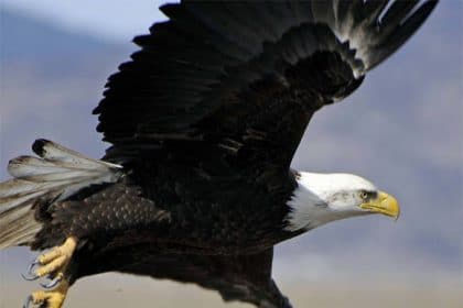 America’s Bald Eagle Population Continues to Soar