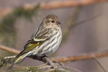 Wild Songbirds Spreading Salmonella Infection