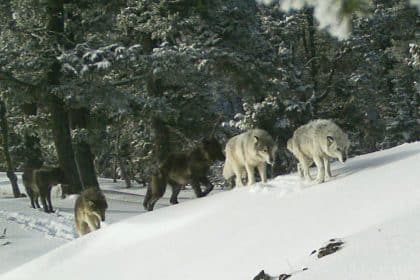 Greater Protections Sought for Gray Wolves
