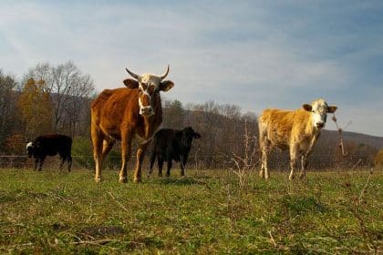 New USDA Grants Intended to Boost Beef and Poultry Industries