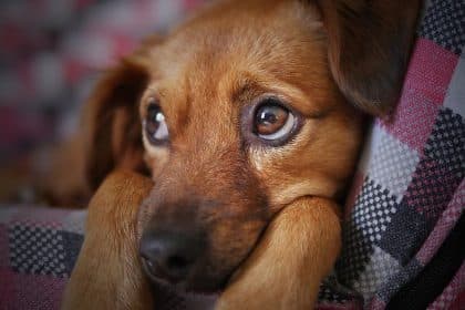Animal Advocates Push for DC Legislation in Welfare Advocacy Training