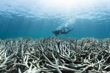 Probiotics Could Help Save Overheated Coral