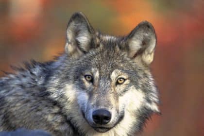 FWS to Consider Possible Listing of Western Gray Wolf