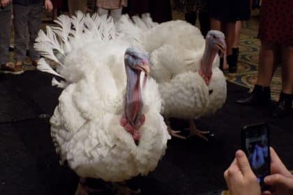 Turkeys to Take Posh Turn Ahead of White House Pardon