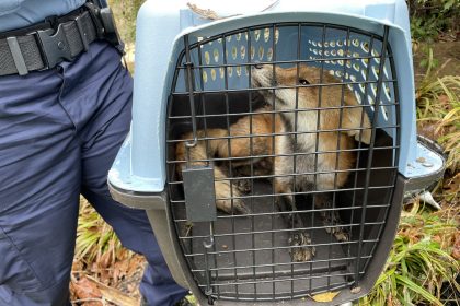 Capitol Police Nab Fox Who Raised Ruckus on Capitol Hill