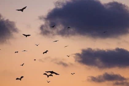 DOE Seeking Better Ways to Keep Bats From Tangling With Wind Turbines