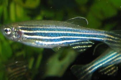 Unique Set of Proteins Restores Hearing in Zebra Fish