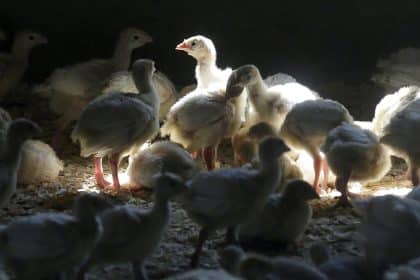 Fighting Food Poisoning: Sweeping Poultry Changes Proposed