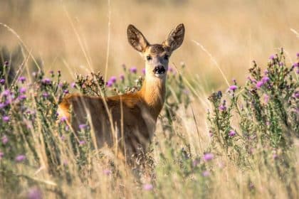 USDA Developing Tools to Identify COVID in Wild and Domestic Animals