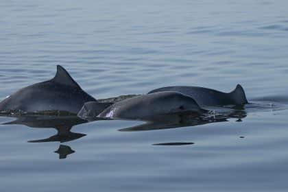 Nations Reach Accord to Protect Marine Life on High Seas