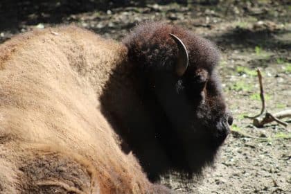 Interior Dept. Moves to Restore Wild Bison on Tribal Lands