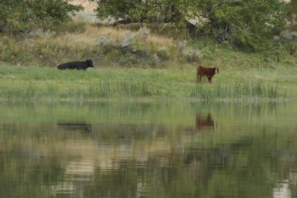 Biden Proposal Would Let Conservationists Lease Public Land