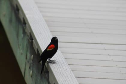 New York Temporarily Shutters Bird Markets After Seven Cases of Avian Flu Are Detected in NYC