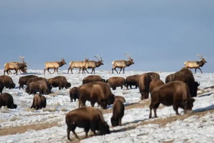 National Elk Refuge Seeking Comment on Bison, Elk Management Plan