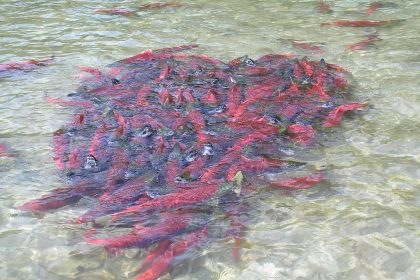 Celebrate Today, Protect Tomorrow — Showcasing Bristol Bay’s Wild Sockeye Salmon Resource in the District