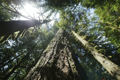 Judge Says Trump-Era Rule Change Allowing Logging of Old-Growth Forests Violates Laws
