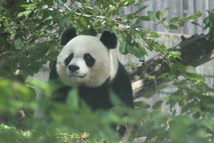 National Zoo Saying Goodbye to Giant Pandas