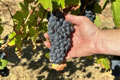 Inside Scientists’ Mission to Save America’s Wine Industry From Climate Change