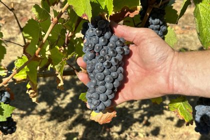 Inside Scientists’ Mission to Save America’s Wine Industry From Climate Change
