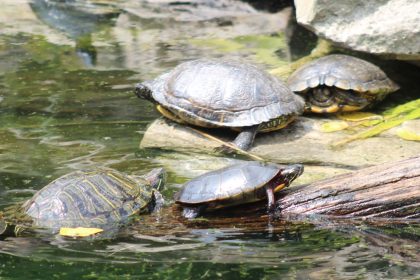 Health Officials Investigating Salmonella Outbreak Linked to Small Turtles