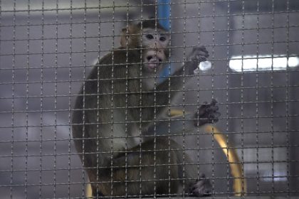 Plan for $400M Monkey-Breeding Facility in SW Georgia Draws Protest