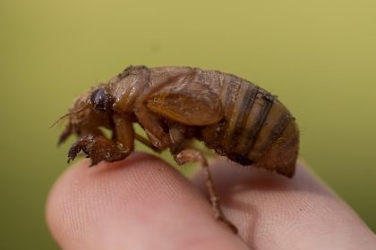 Illinois Hit With Cicada Chaos. This Is What It’s Like to See, Hear and Feel Billions of Bugs