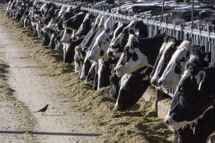 Another Michigan Dairy Worker Has Bird Flu, the Third US Case This Year