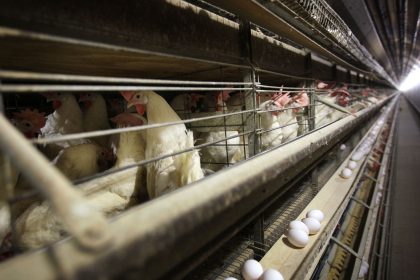 Farmers Must Kill 4.2M Chickens After Bird Flu Hits Iowa Egg Farm