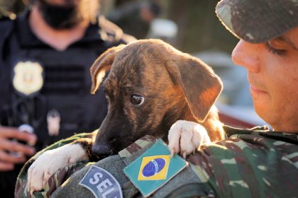 Inside a Makeshift Shelter Saving Hundreds of Dogs From Floods in Southern Brazil