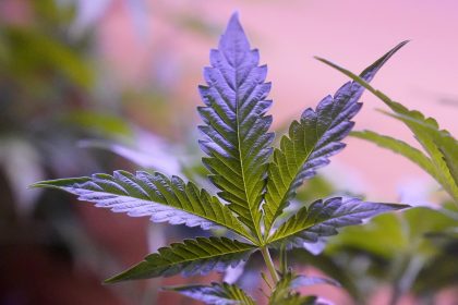 Daily Cannabis Use Outpaces Daily Drinking in the US, Study Says
