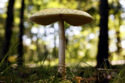 Midwest Sees Surge in Calls to Poison Control Centers Amid Bumper Crop of Wild Mushrooms