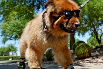 Booties. Indoor Dog Parks. And Following the Vet’s Orders. How to Keep Pets Cool This Summer
