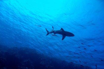 Shark Encounters and Safety Tips