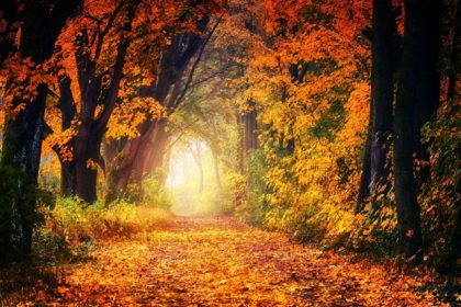 Forest Bathing Benefits Mental and Physical Health