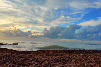 Sea Moss Supplements May Improve Heart, Skin Health