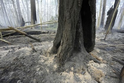 Fire Crews on Both US Coasts Battle Wildfires