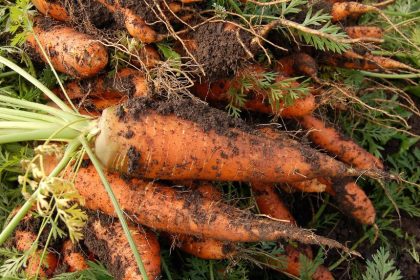 Dozens Sickened by Organic Carrots, One Person Dies