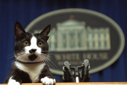 Harris Found Success With Women Who Have Cats, but Trump Got the Dog Owner Vote: AP VoteCast