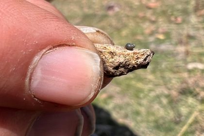 A Drop in Groundwater Could Mean Trouble for a Tiny Snail
