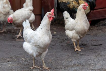 Pennsylvania Confirms First Case of Avian Flu in 2025