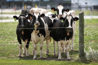 Second Type of Bird Flu Detected in US Dairy Cows