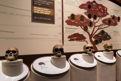 Researchers Link a Gene to the Emergence of Spoken Language