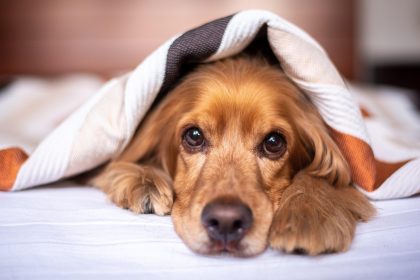 The Science of Loving Your Dog: History and Health Benefits