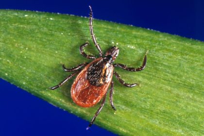 Research Links Bites From Two More Types of Ticks to Alpha-Gal Syndrome