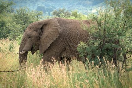 How Animals Helped Shape Earth
