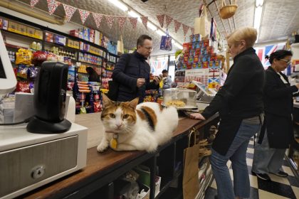 Bodega Cats Make New Yorkers’ Hearts Purr, Even if They Violate State Regulations