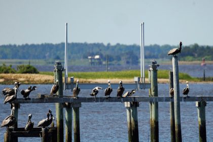 Decision Looming for Trump Administration on First PFAS Drinking Water Limits