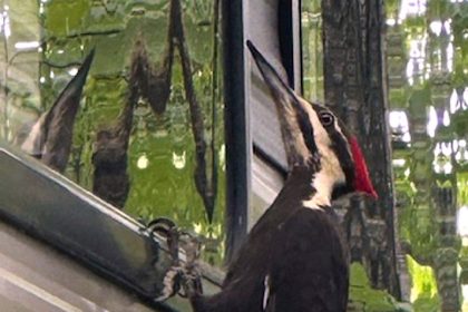 Despite a Slew of Broken Car Mirrors, Massachusetts Residents Take Woodpecker Invasion in Stride