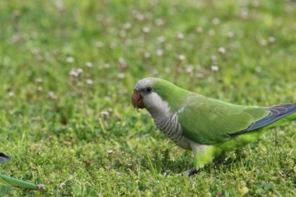 Birdwatching and Birding Increase Well-Being