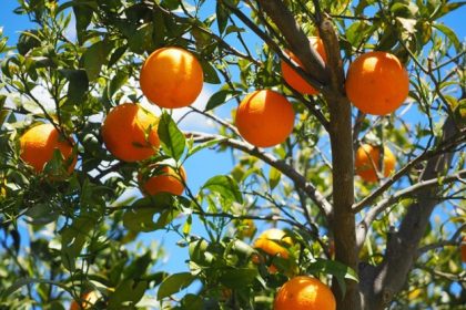 Study Finds Eating Oranges May Reduce Depression Risk